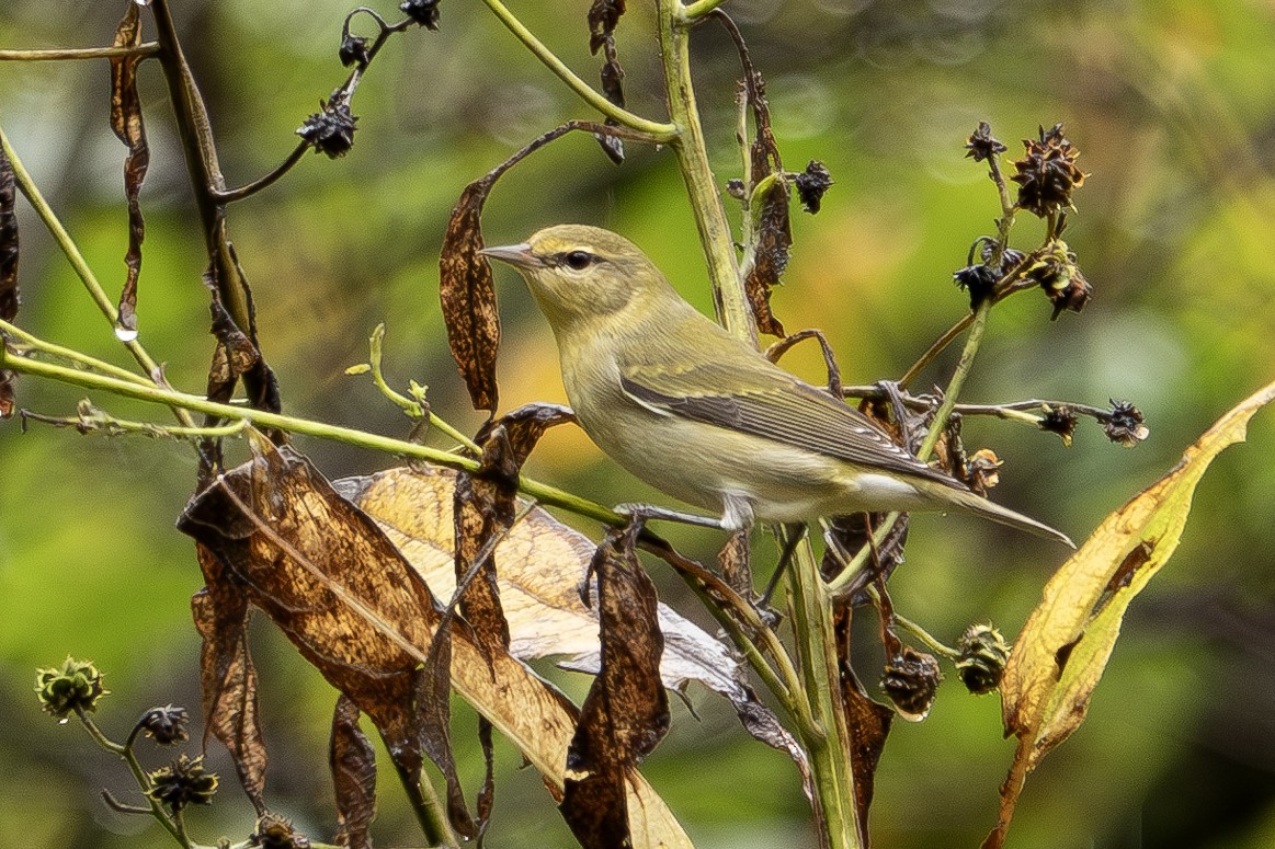 Tennessee Warbler - ML624196189