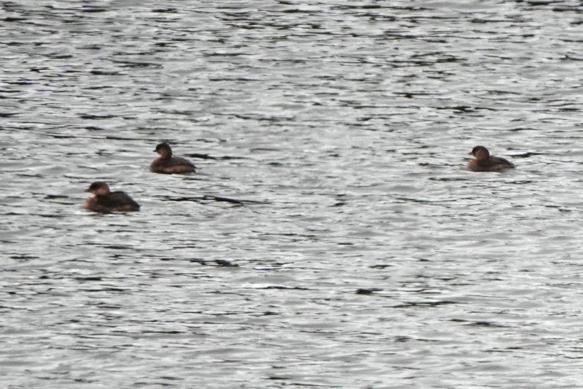 Pied-billed Grebe - ML624196192