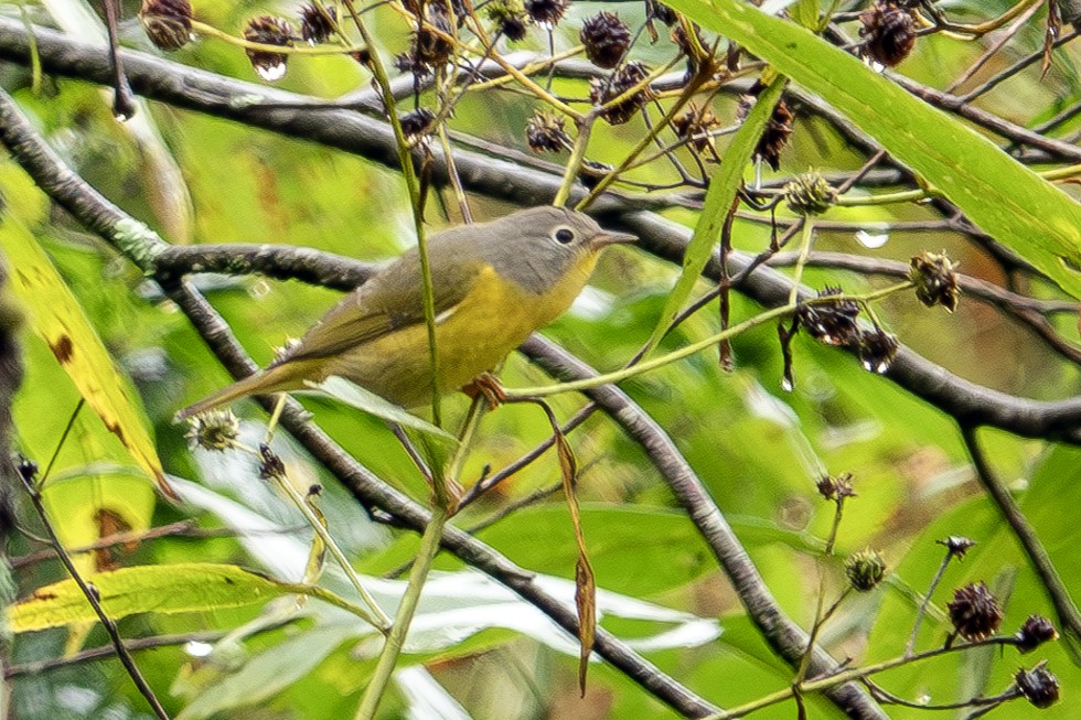 Nashville Warbler - ML624196200