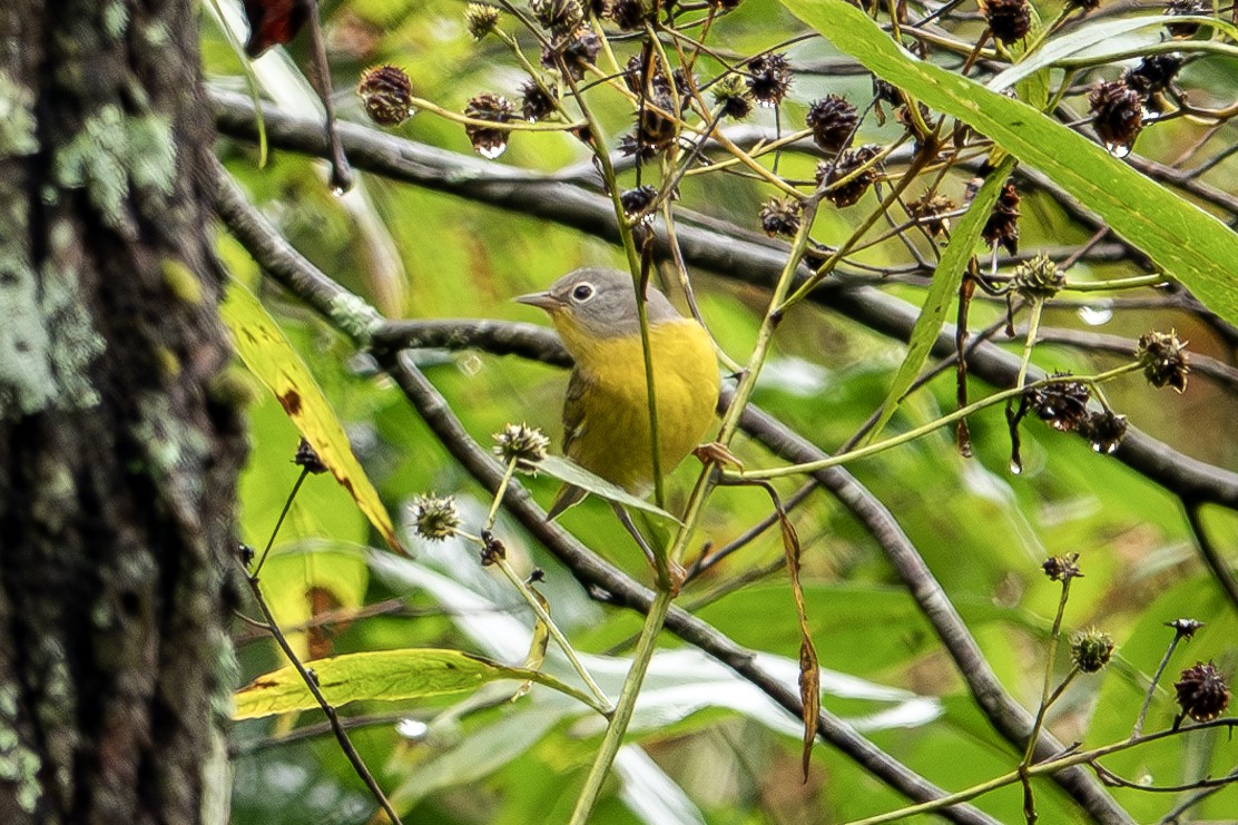 Nashville Warbler - ML624196201