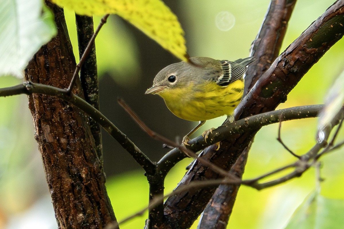 Magnolia Warbler - ML624196205