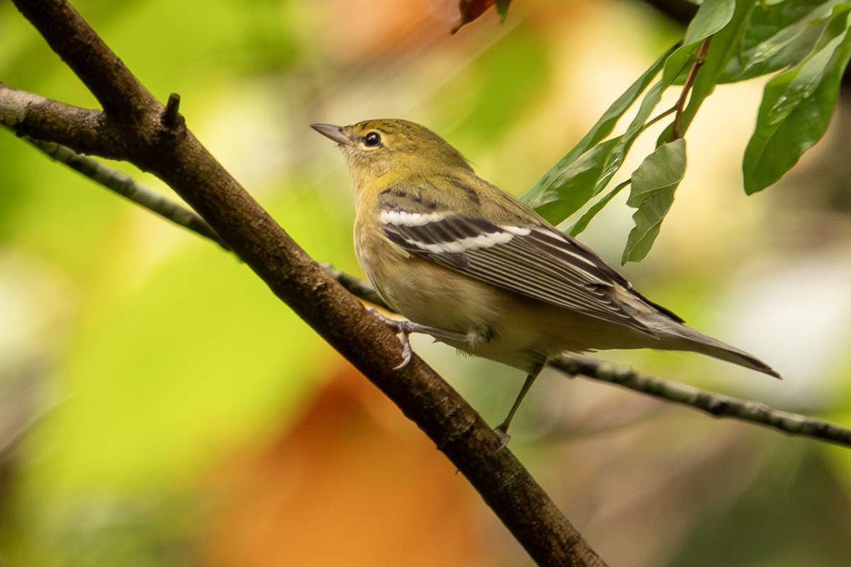 Bay-breasted Warbler - ML624196210