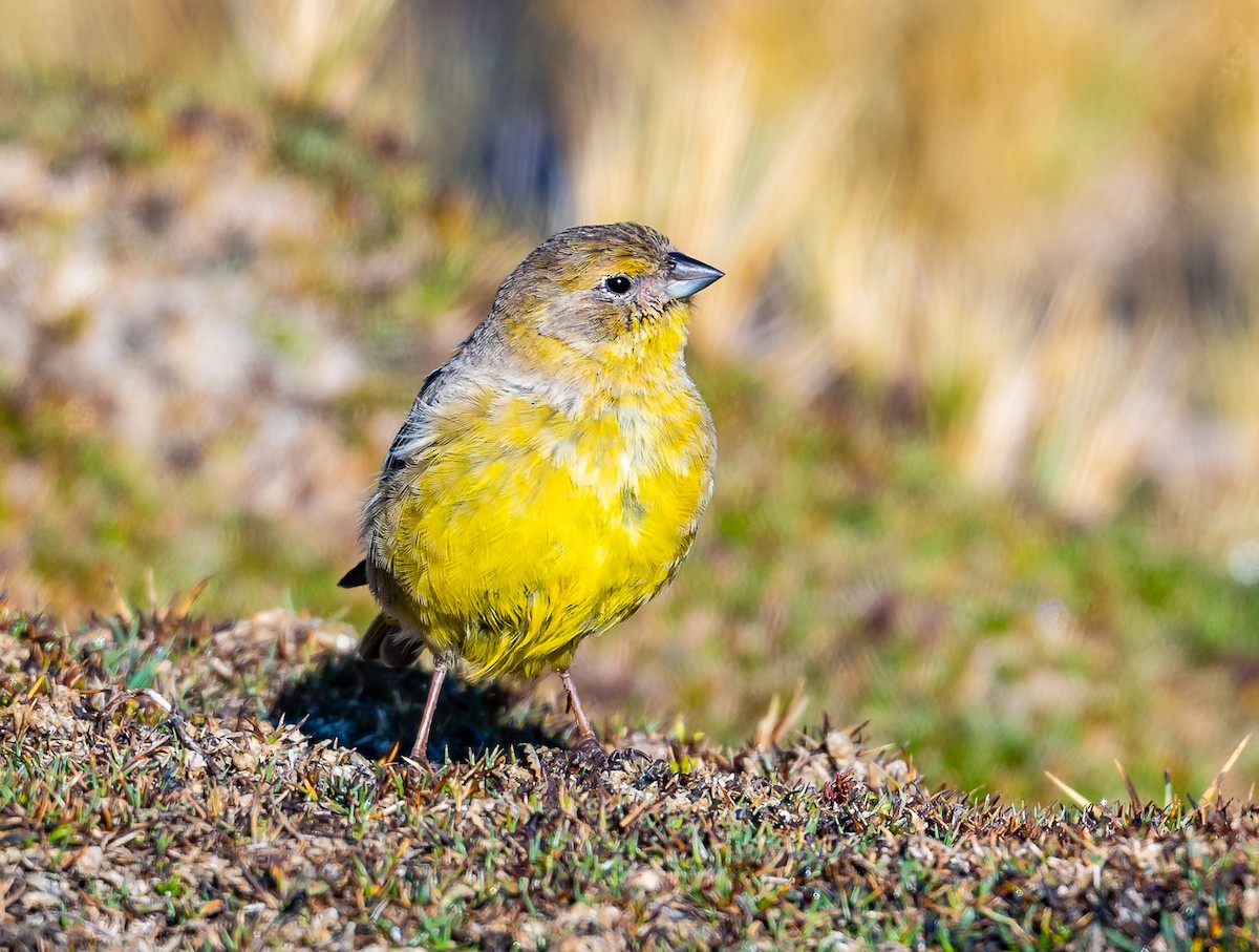 Bright-rumped Yellow-Finch - ML624196212