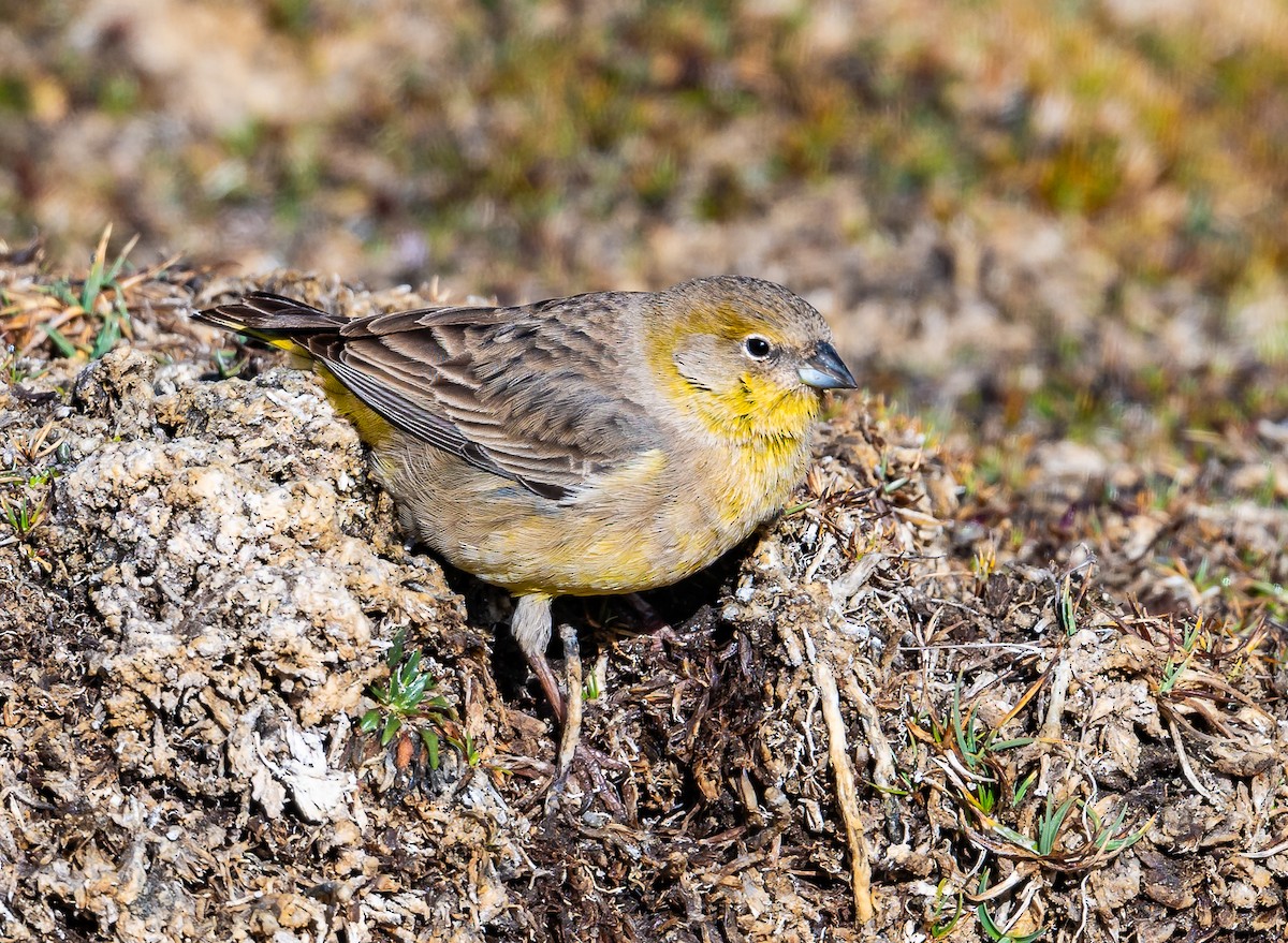 Bright-rumped Yellow-Finch - ML624196213