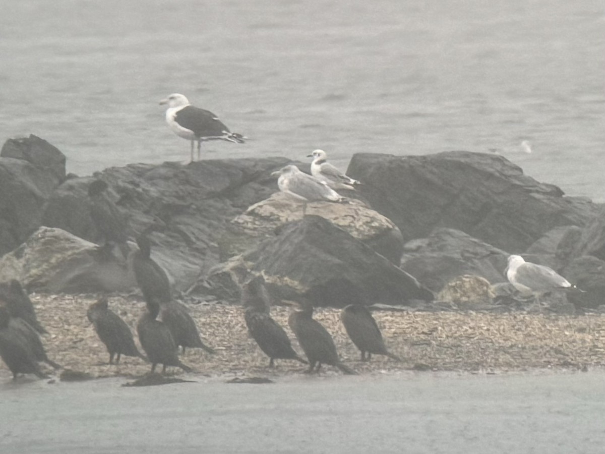 Black-legged Kittiwake - ML624196214