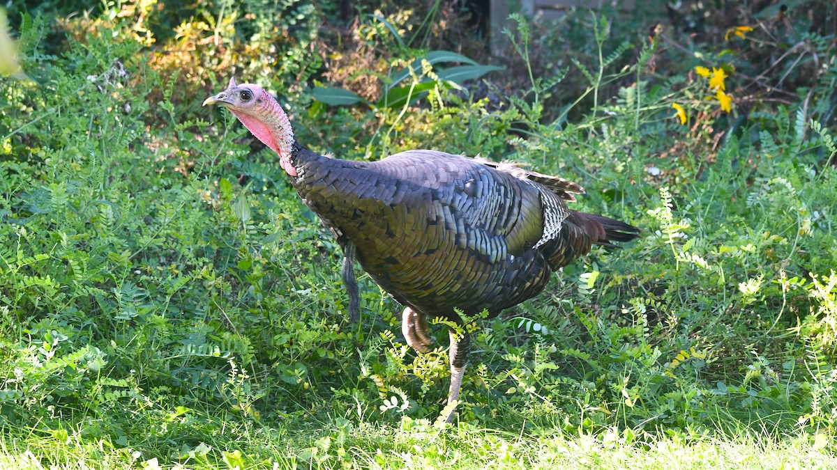 Wild Turkey - ML624196215