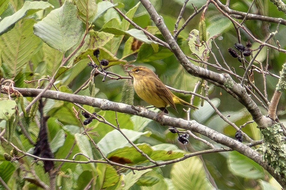 Palm Warbler - ML624196216