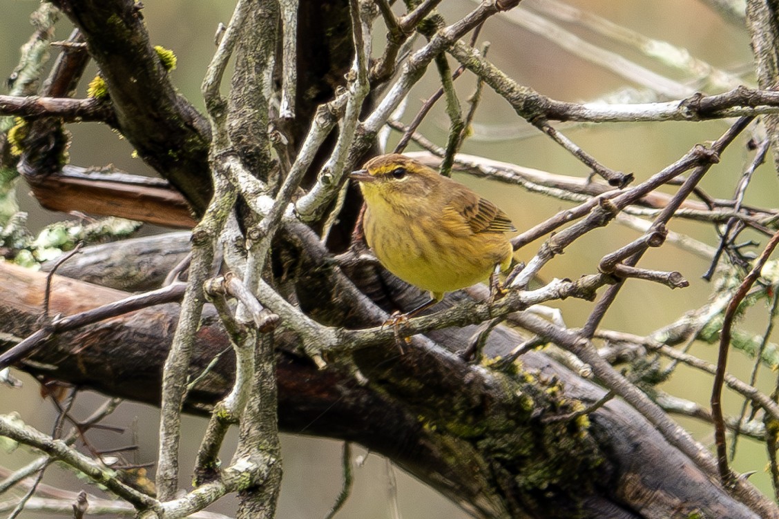 Palm Warbler - ML624196217