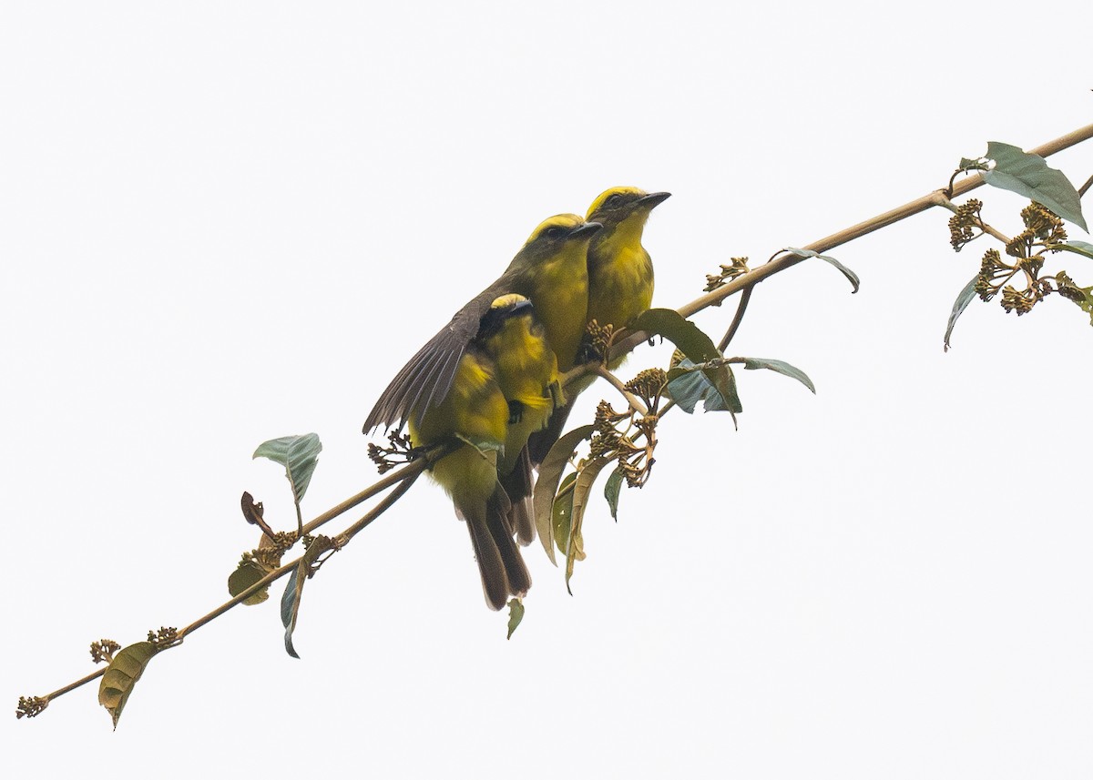 Lemon-browed Flycatcher - ML624196239