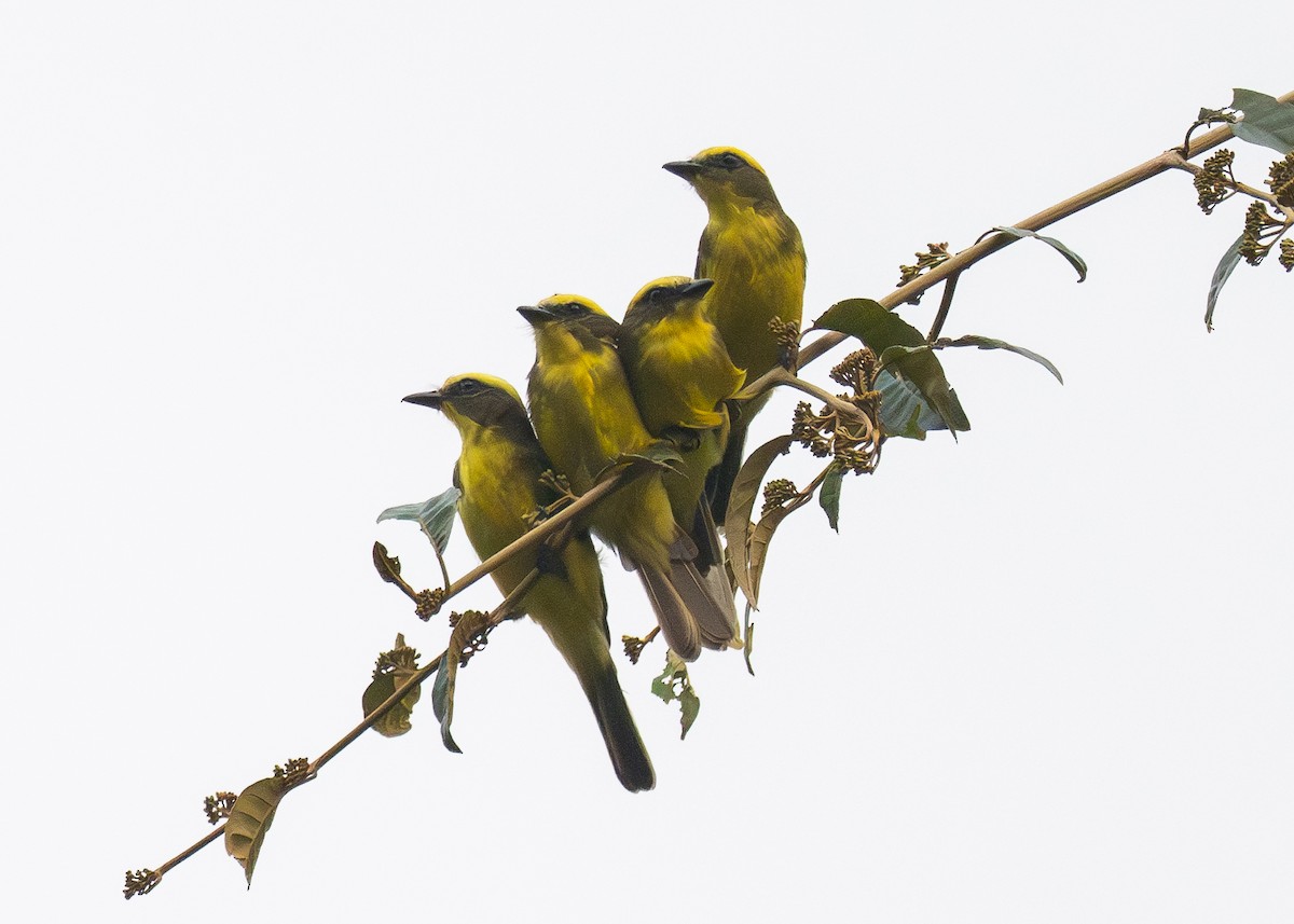 Lemon-browed Flycatcher - Patrick Van Thull