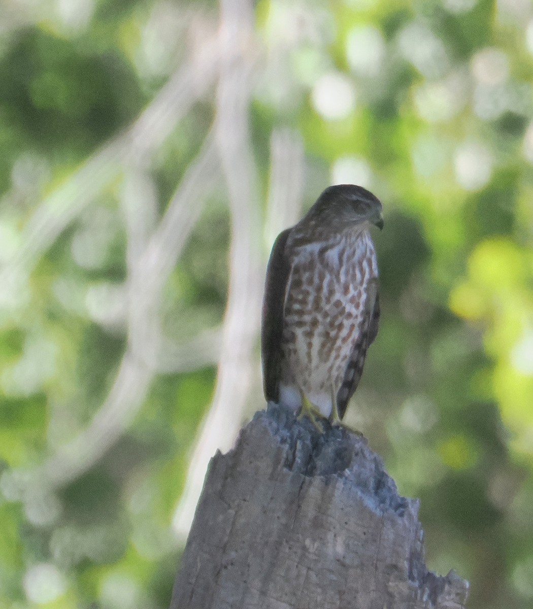 Sharp-shinned Hawk - ML624196273