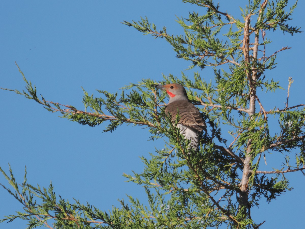 Northern Flicker (Red-shafted) - ML624196274