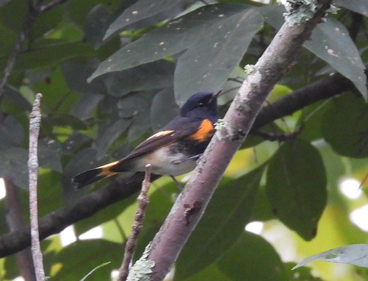 American Redstart - ML624196288