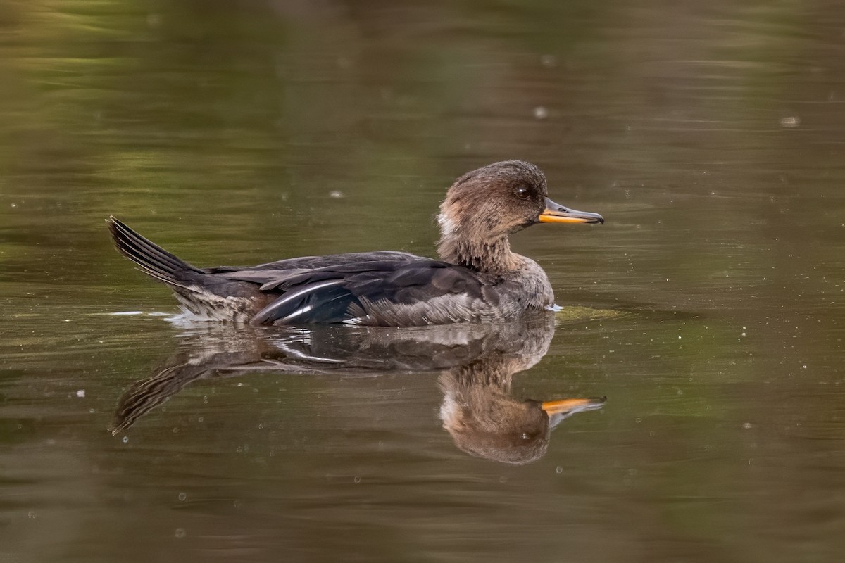 Hooded Merganser - ML624196294