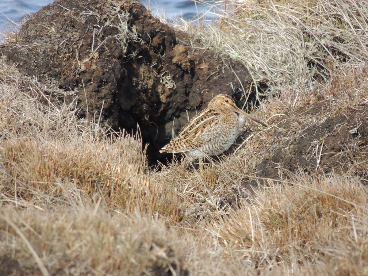 Magellanic Snipe - ML624196306