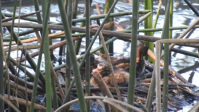 Little Grebe - ML624196307