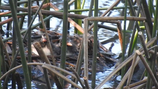 Little Grebe - ML624196311