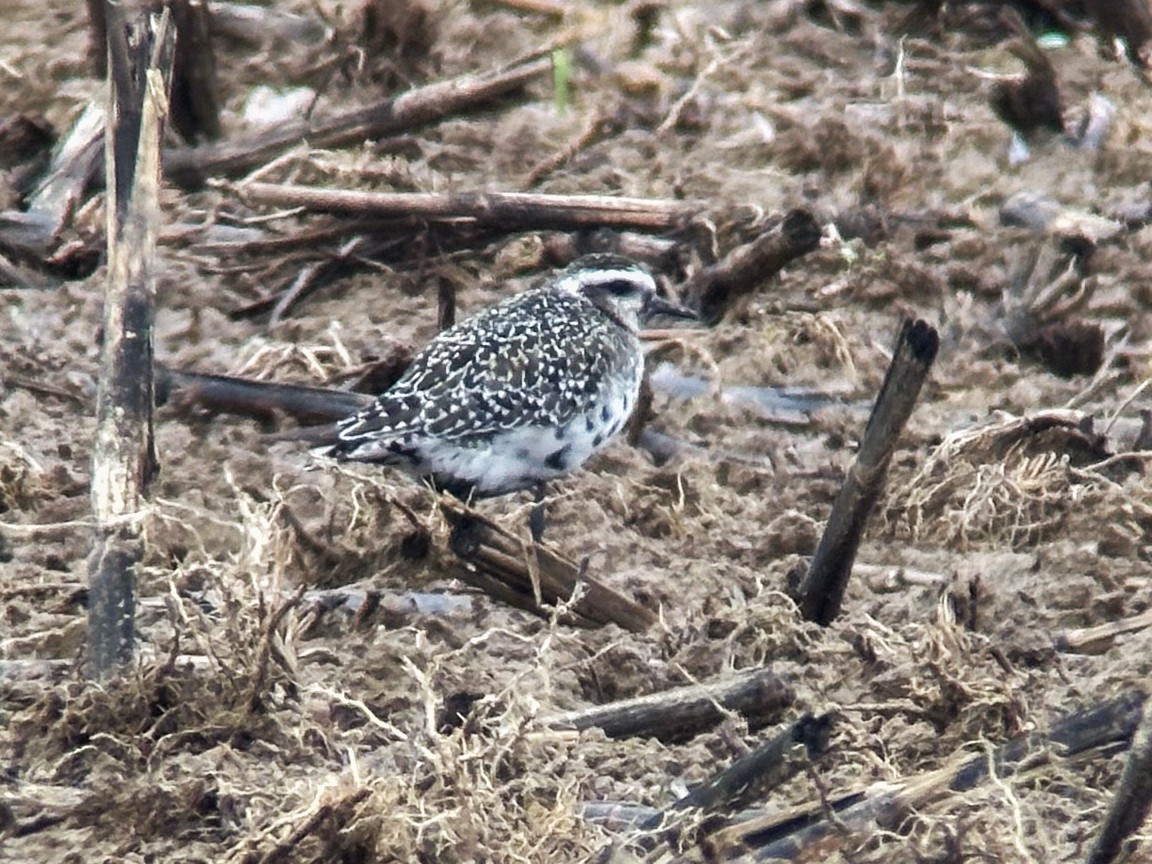 American Golden-Plover - ML624196313