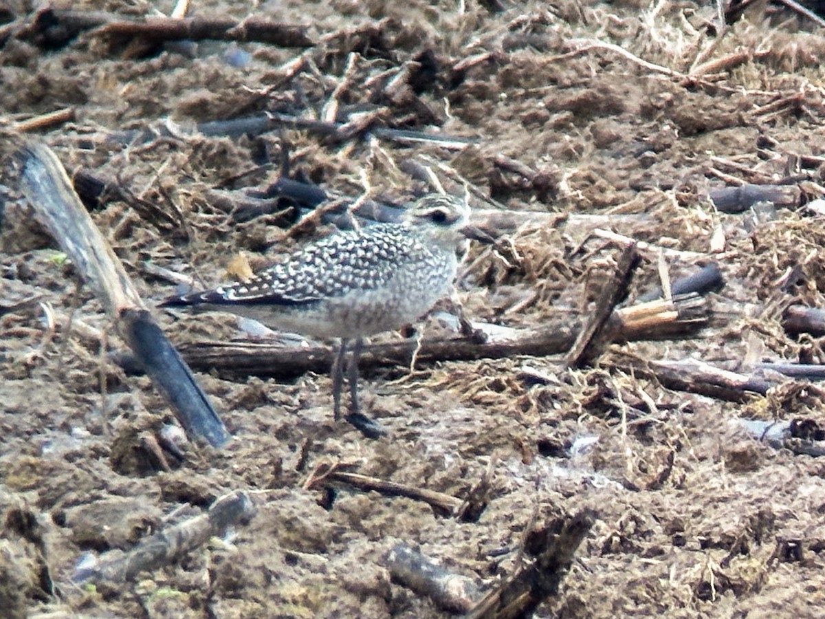 American Golden-Plover - ML624196314