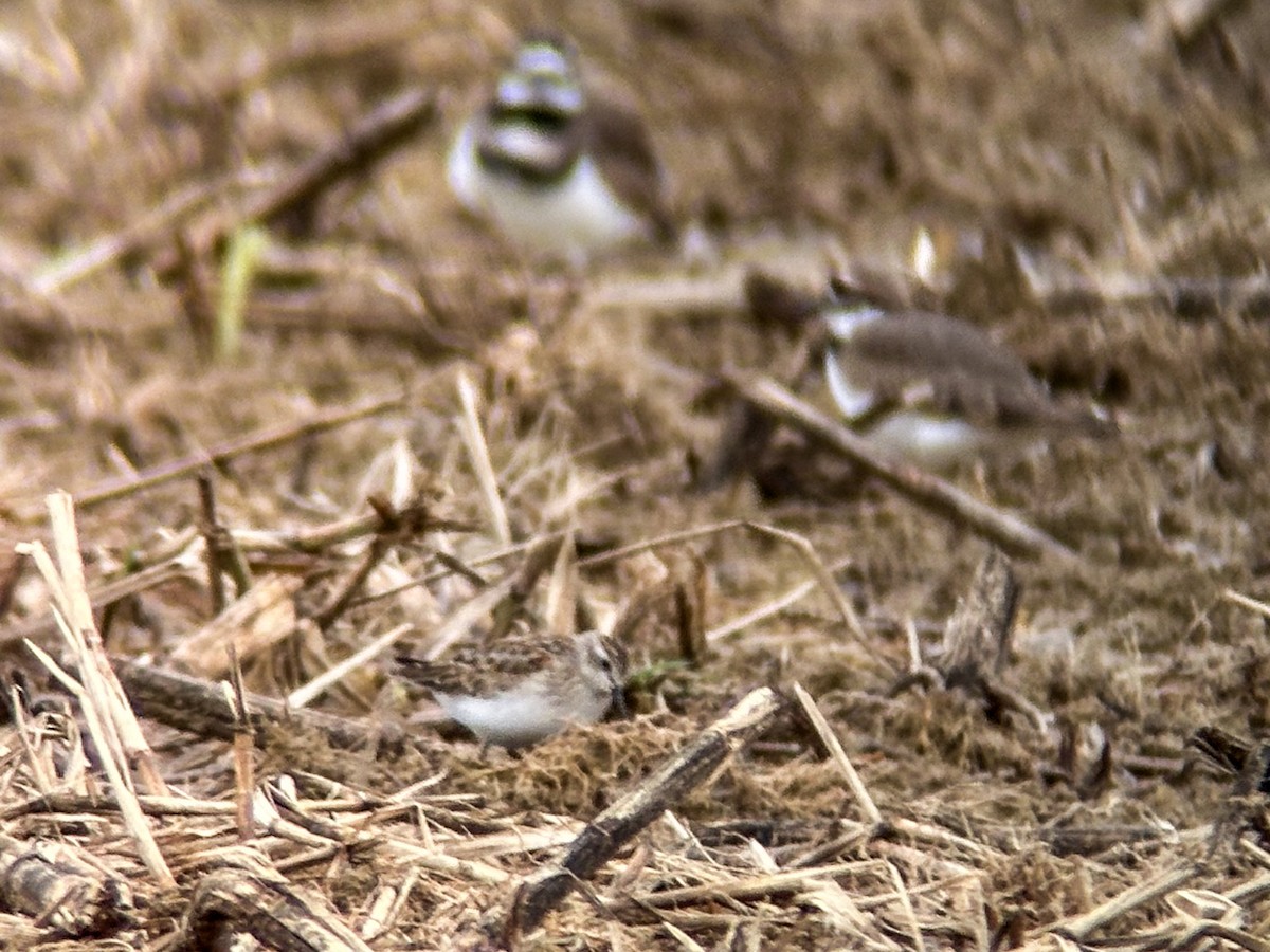 Pectoral Sandpiper - ML624196317