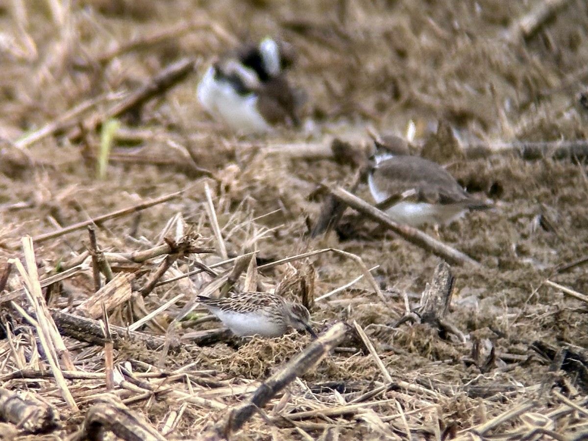 Pectoral Sandpiper - ML624196318