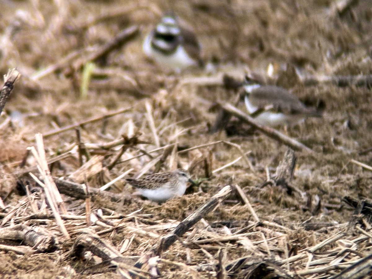 Pectoral Sandpiper - ML624196319