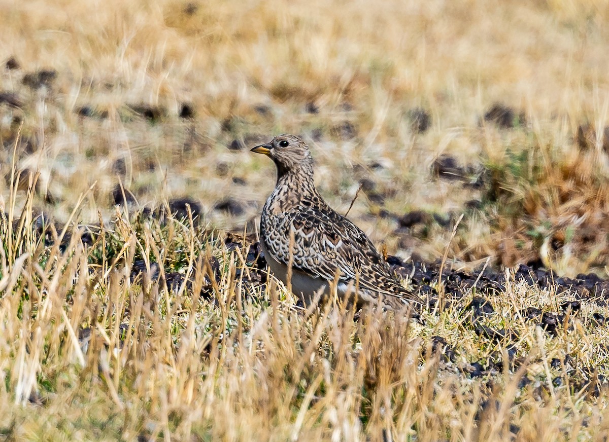 Gray-breasted Seedsnipe - ML624196320