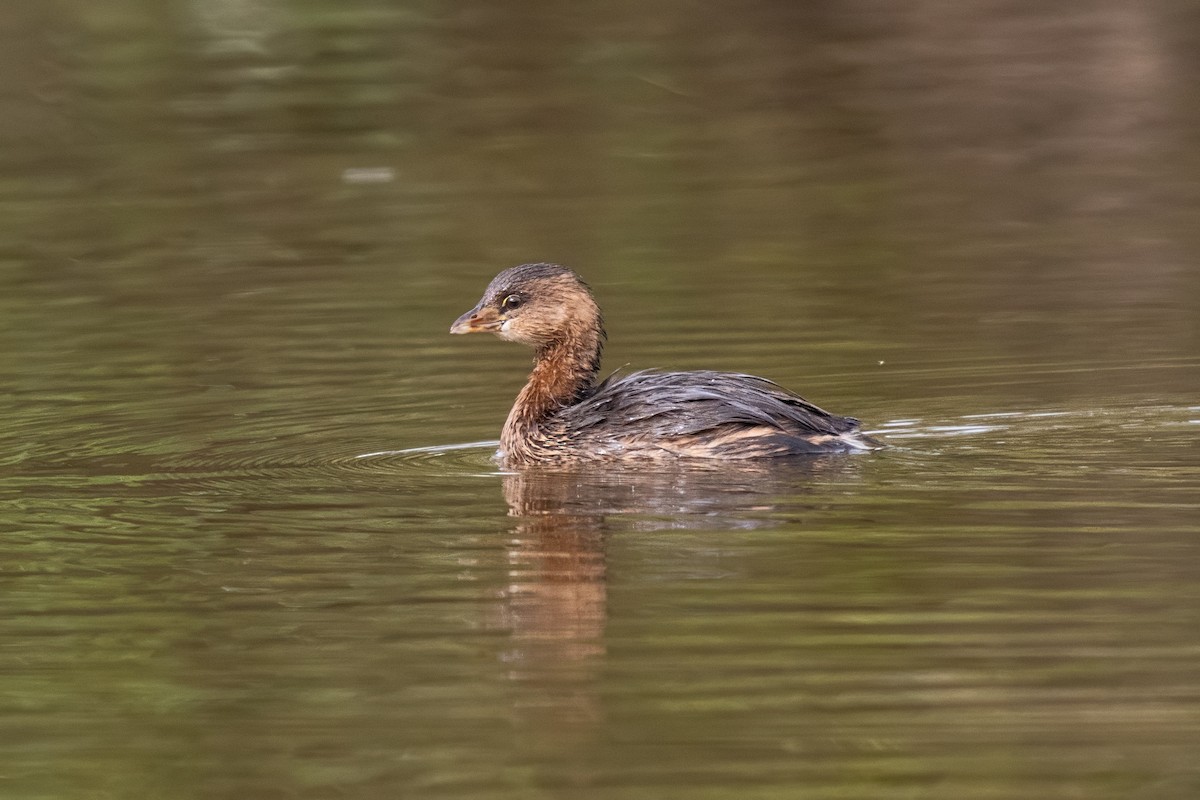 Pied-billed Grebe - ML624196344