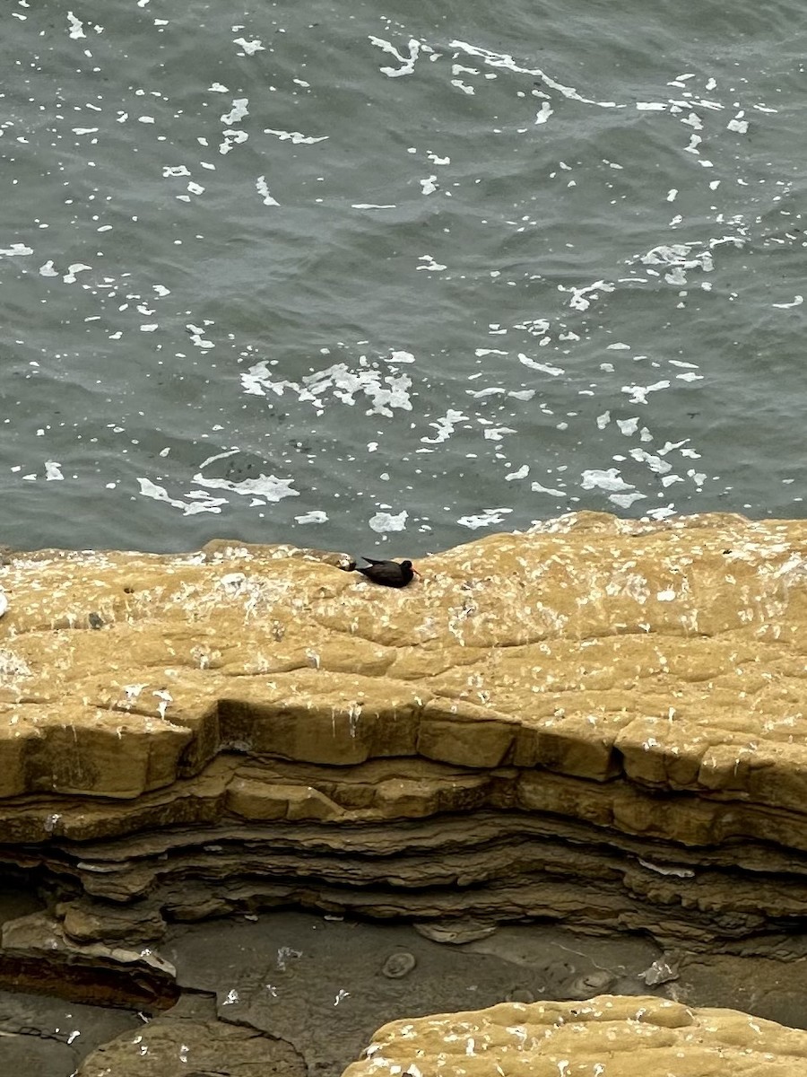 Black Oystercatcher - ML624196363