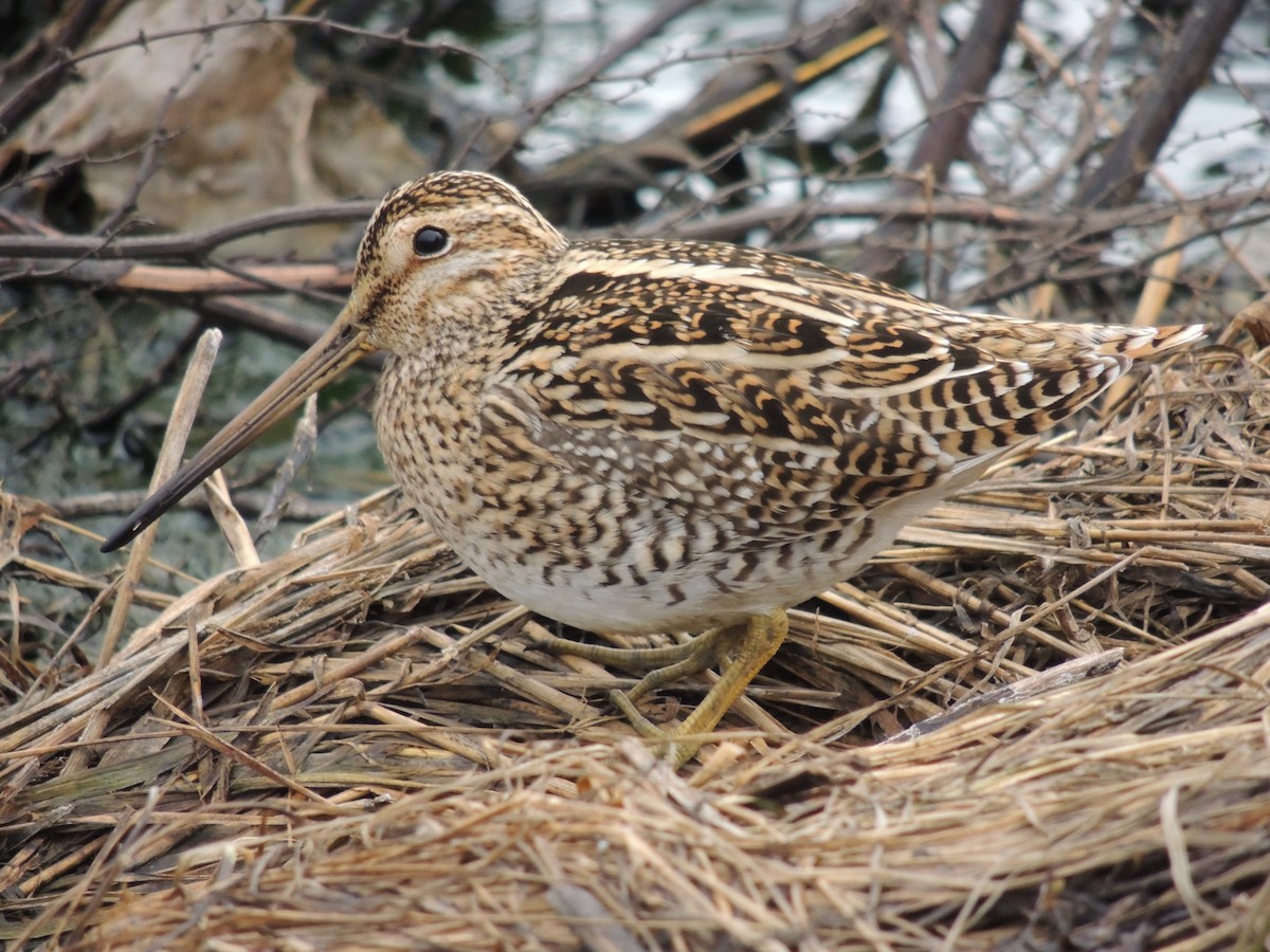 Magellanic Snipe - ML624196395