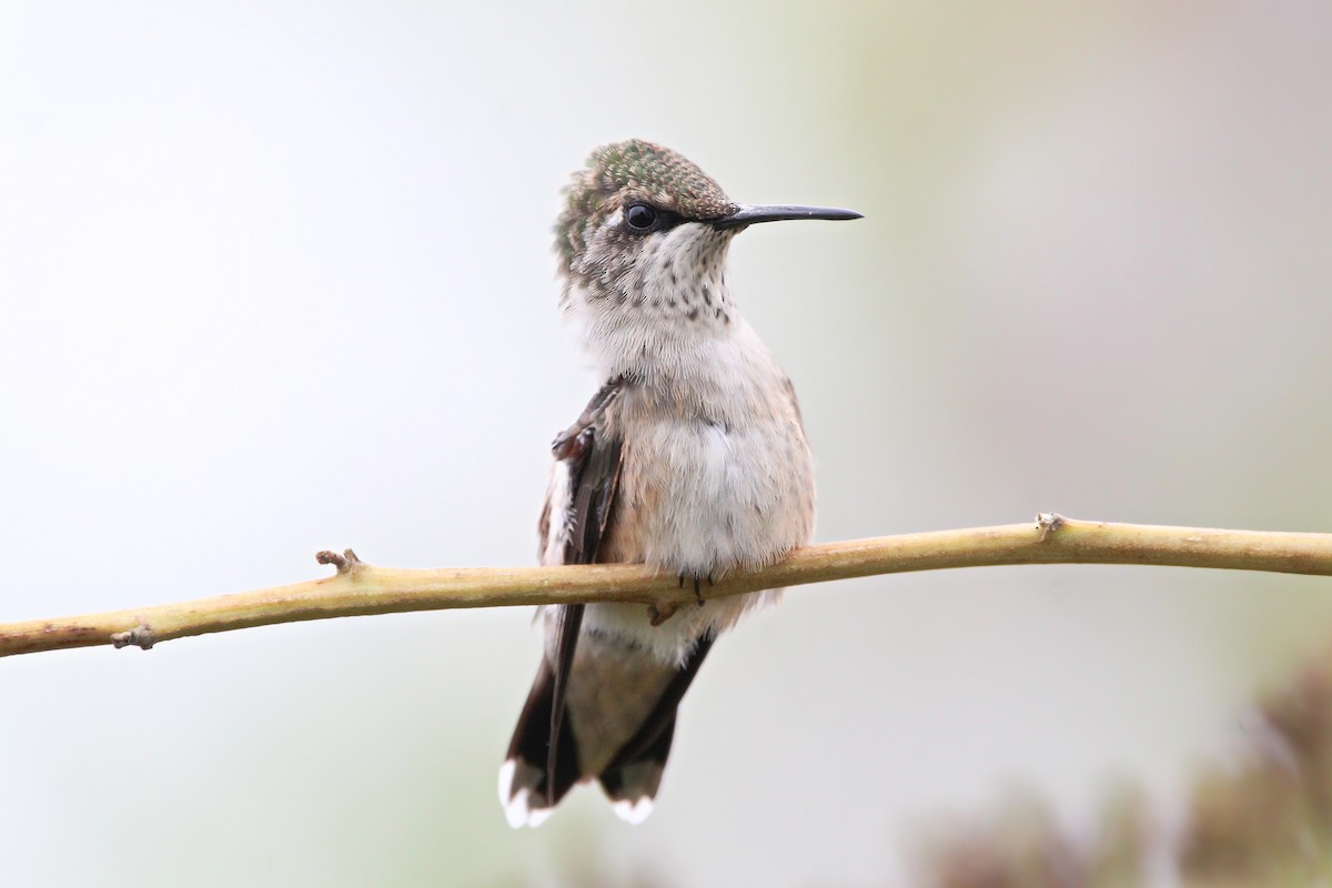 Ruby-throated Hummingbird - ML624196402