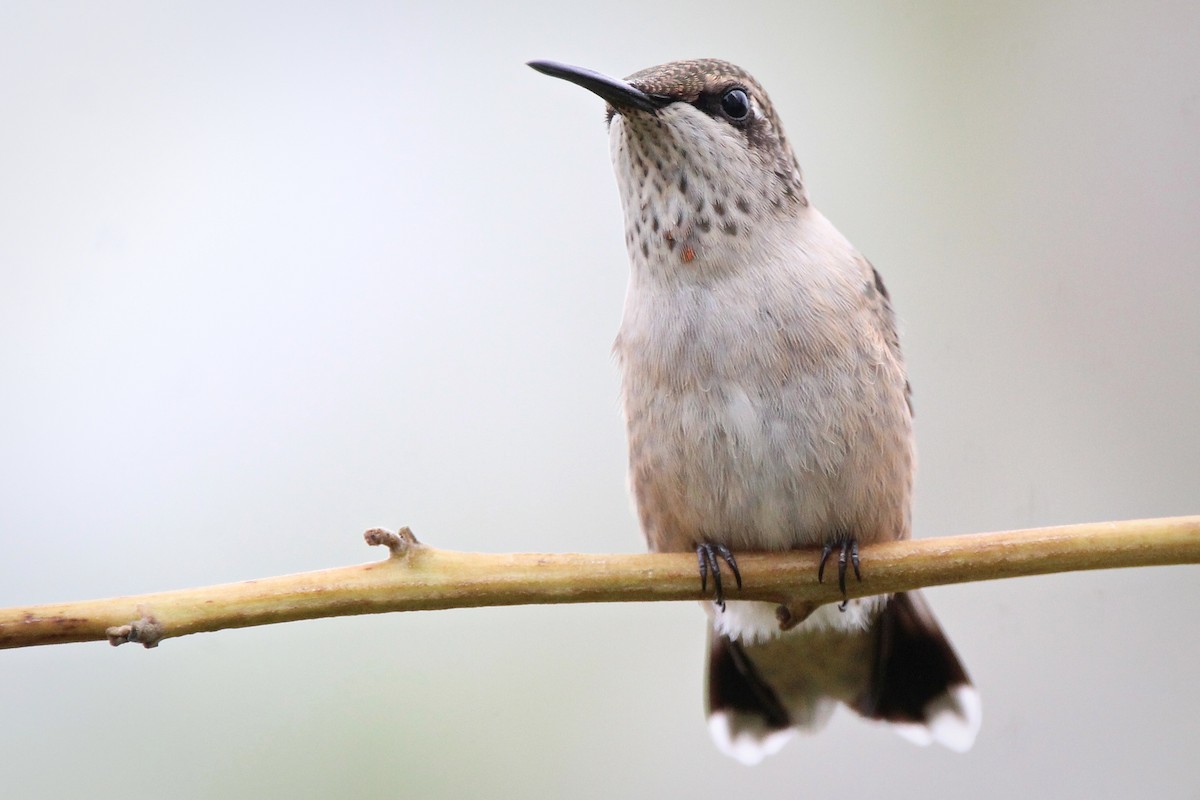 Ruby-throated Hummingbird - ML624196403