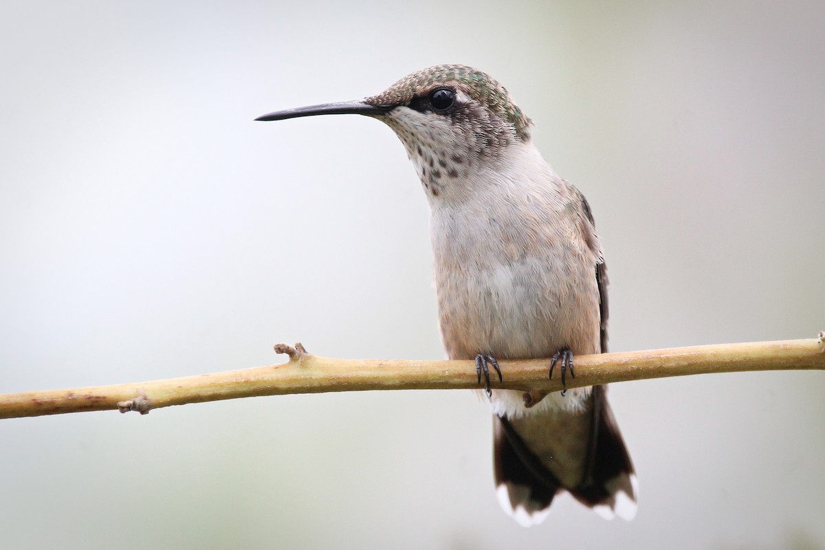 Ruby-throated Hummingbird - ML624196404