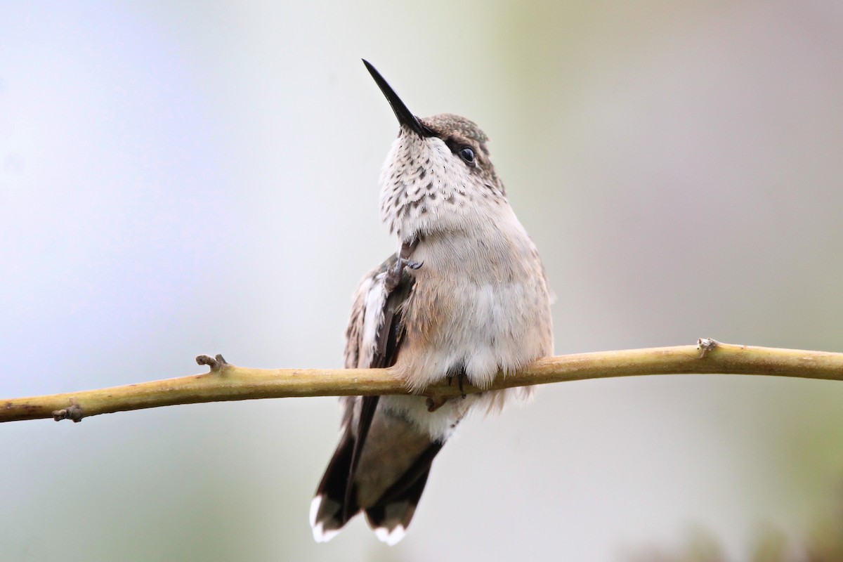 Ruby-throated Hummingbird - ML624196405