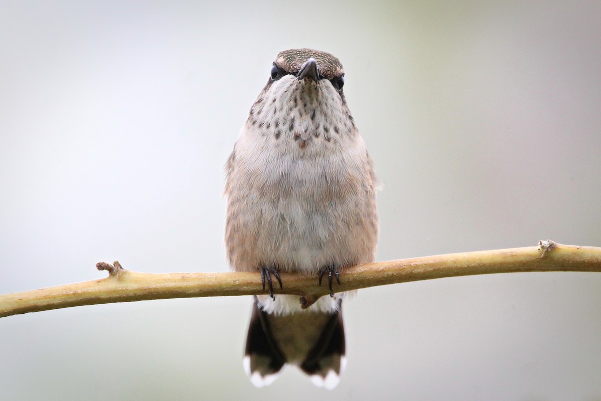 Ruby-throated Hummingbird - ML624196406