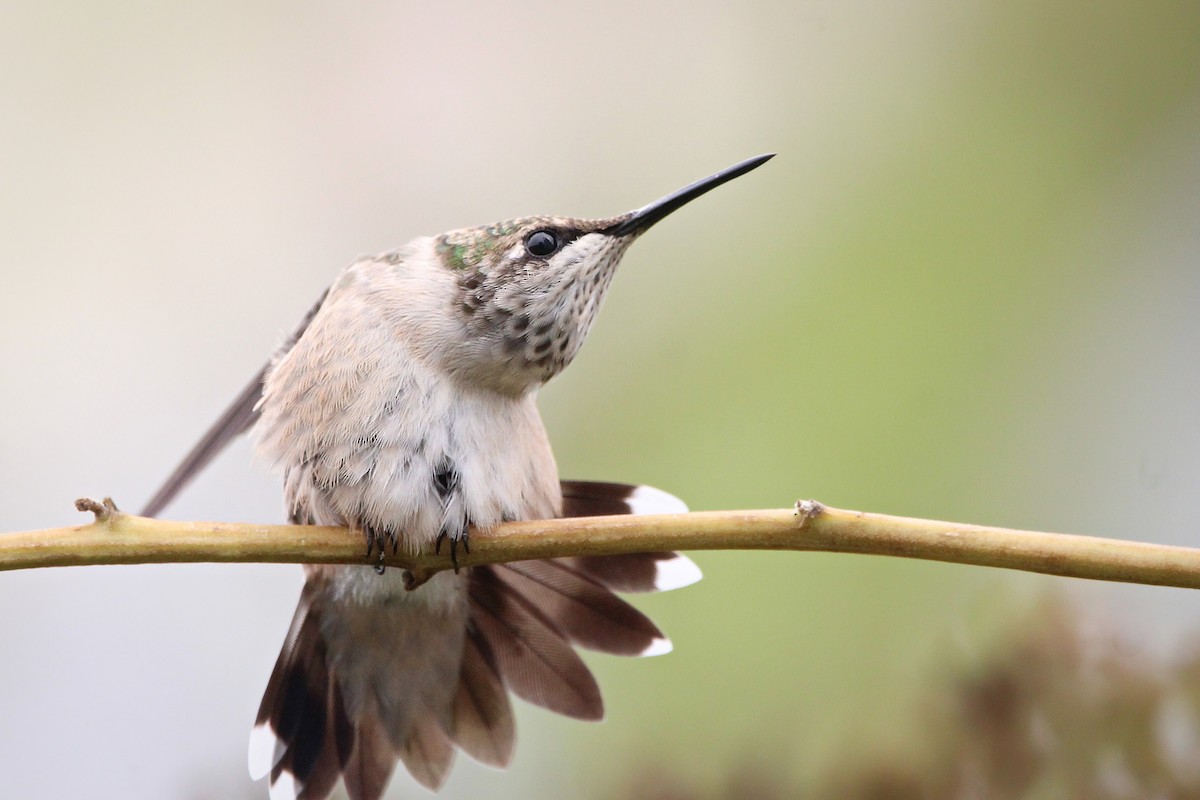 Ruby-throated Hummingbird - ML624196407