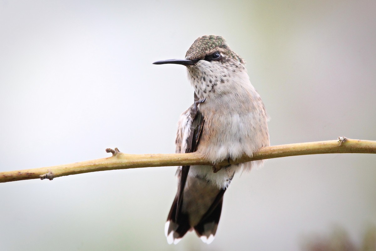 Ruby-throated Hummingbird - ML624196408