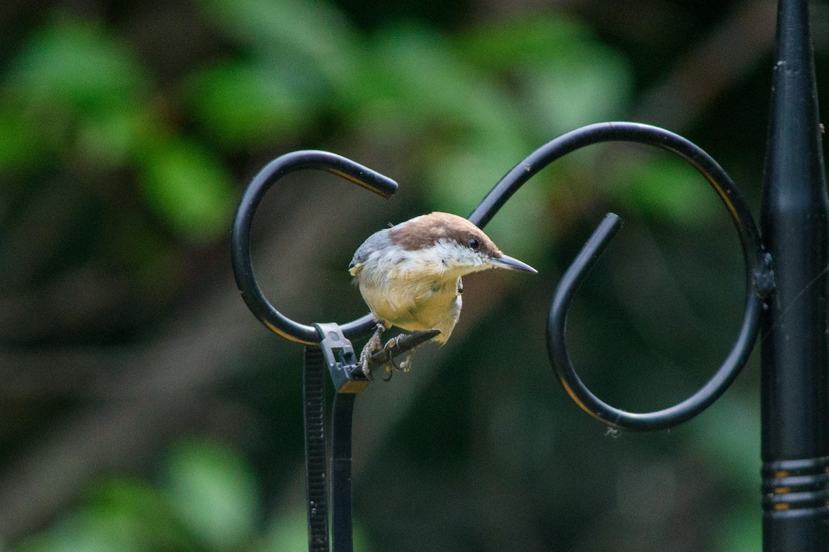 Brown-headed Nuthatch - ML624196441