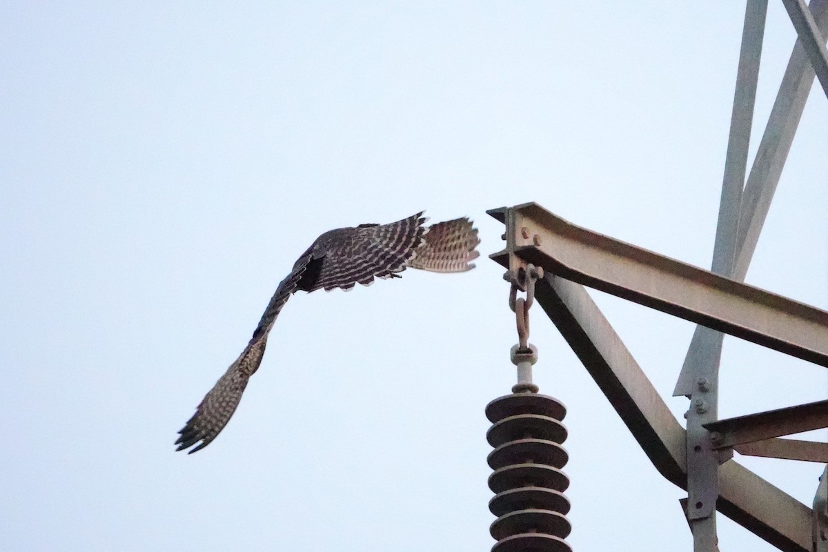 Peregrine Falcon - Laura Rollán