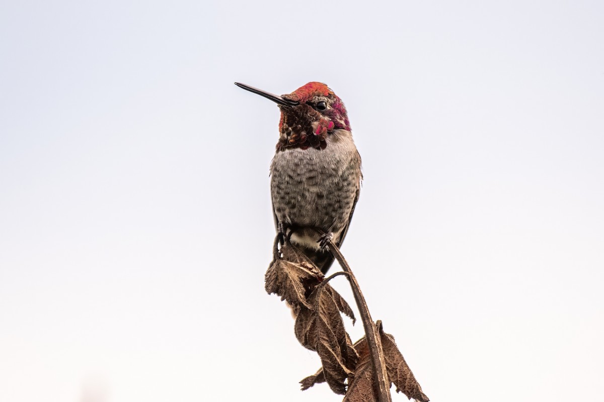 Colibrí de Anna - ML624196460