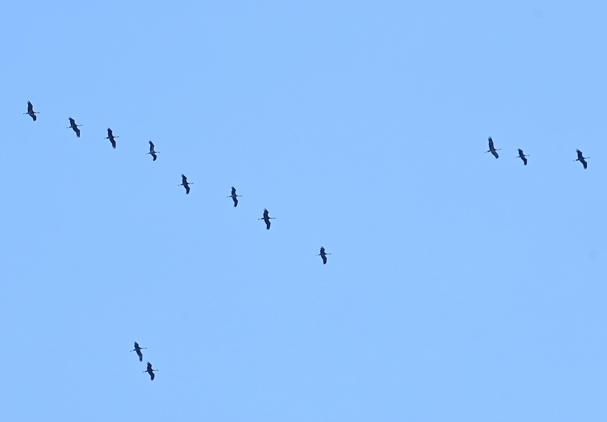 Sandhill Crane - Julia Proulx