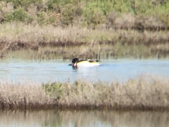 Common Shelduck - Anonymous