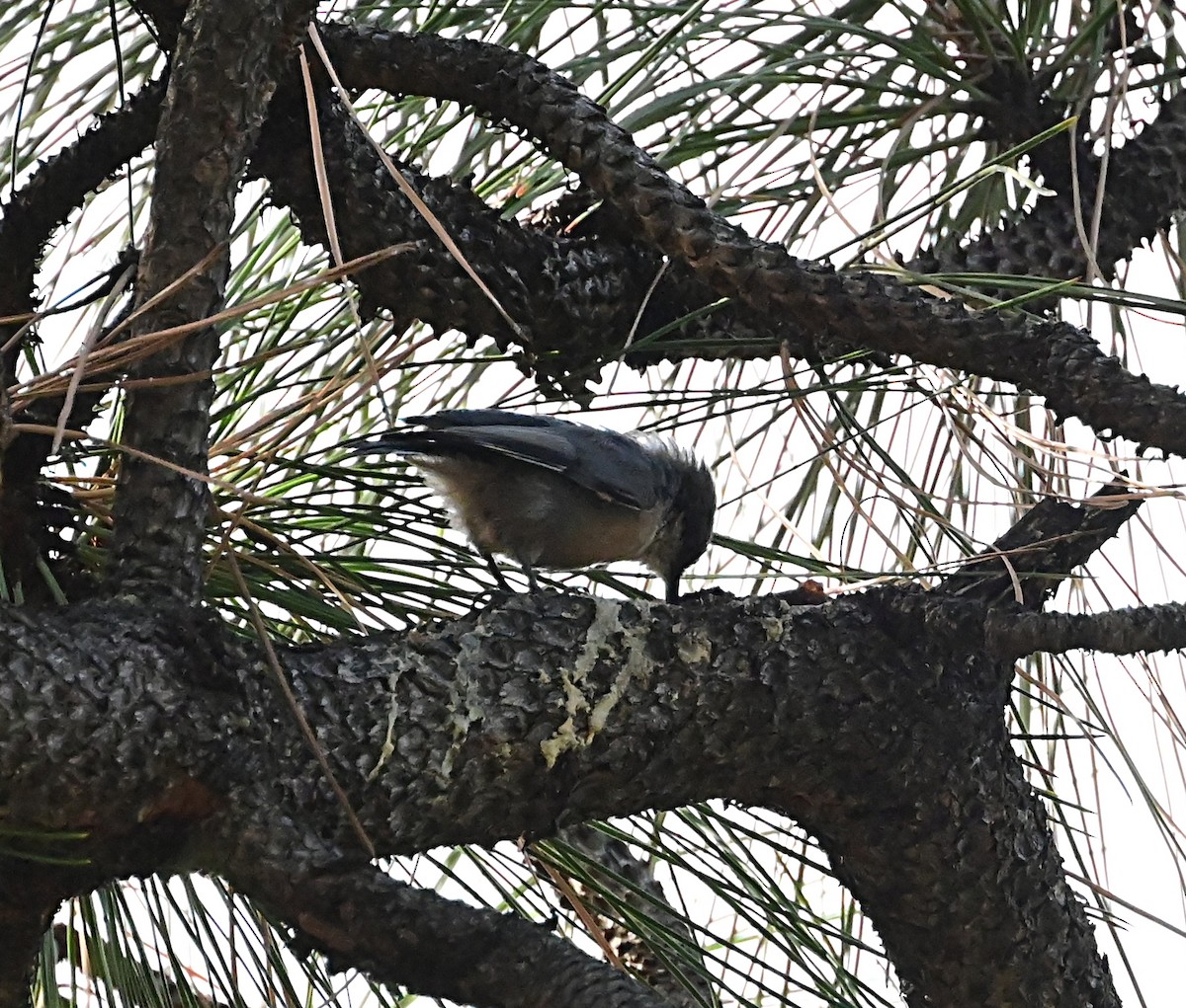 Pygmy Nuthatch - ML624196498