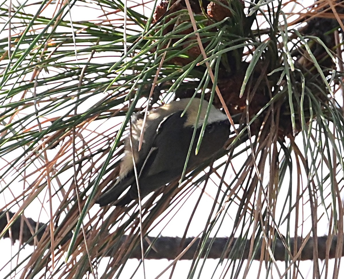 Pygmy Nuthatch - ML624196499