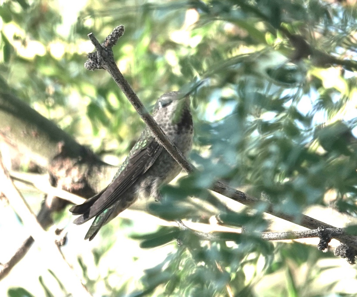 Colibrí de Anna - ML624196521