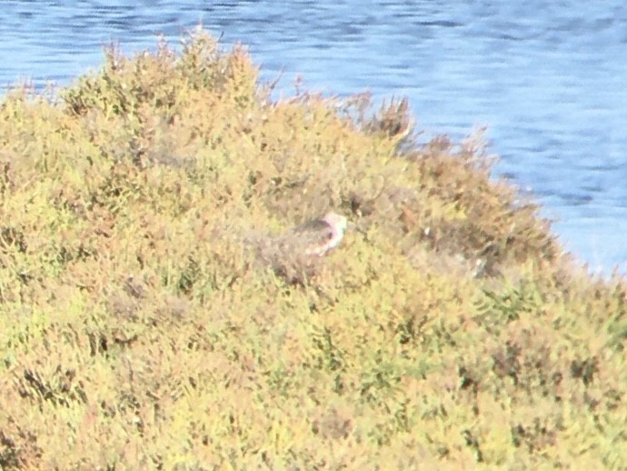 Common Greenshank - ML624196525