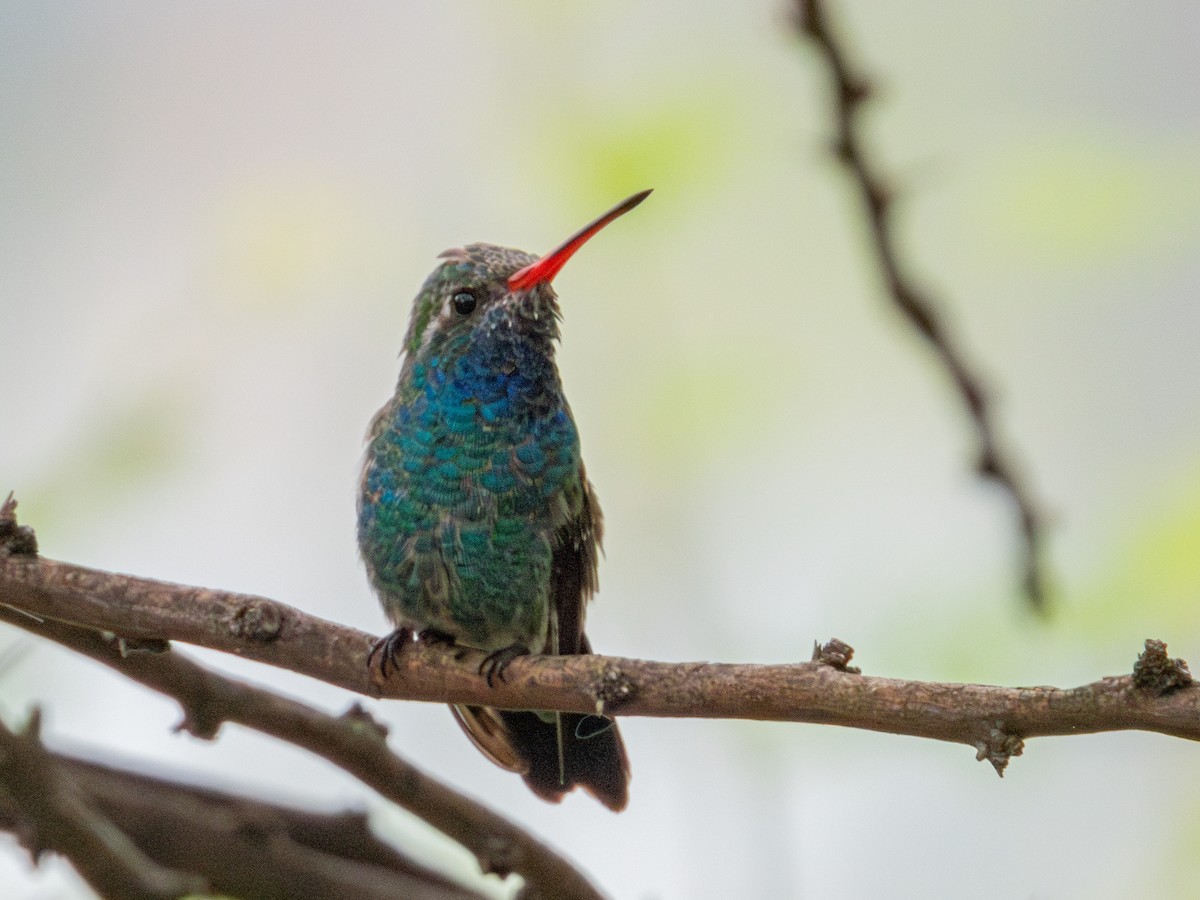 Broad-billed Hummingbird - Alvaro Rojas 𝙌𝙧𝙤. 𝘽𝙞𝙧𝙙𝙞𝙣𝙜 𝙏𝙤𝙪𝙧𝙨