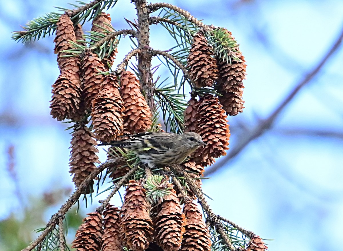 Pine Siskin - ML624196546