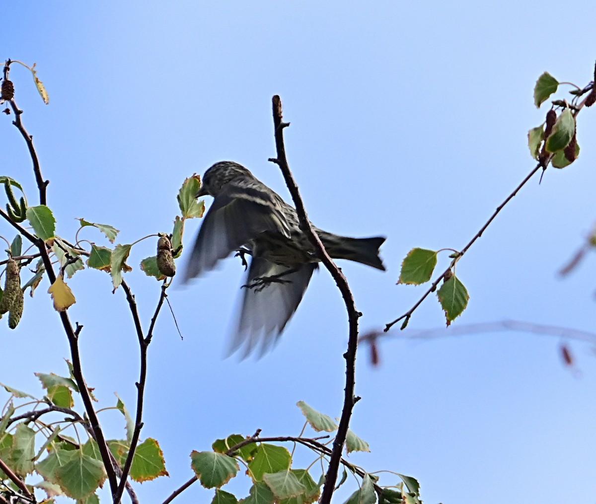 Pine Siskin - ML624196547