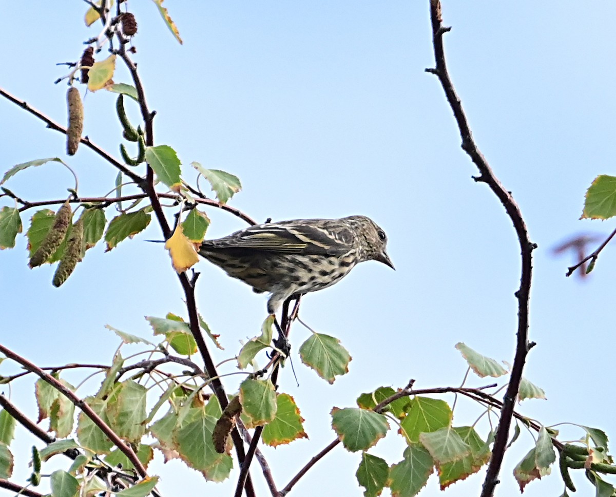 Pine Siskin - ML624196548